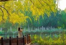 成人午夜视频-成人午夜视频，网络时代的隐忧与反思